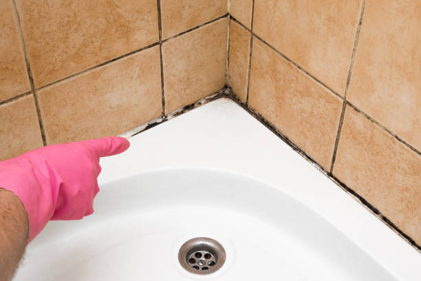Carteret, NJ Mold Removal Company